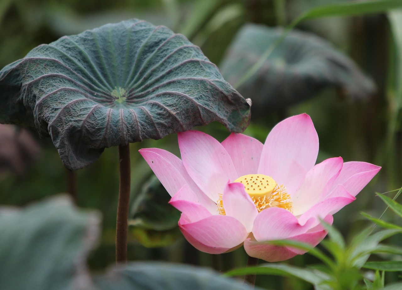 Leading Lotus365 Review Review 2027: Bonus, App, Withdrawal Tested